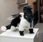 Handmade poseable fantasy dragon art doll with wings