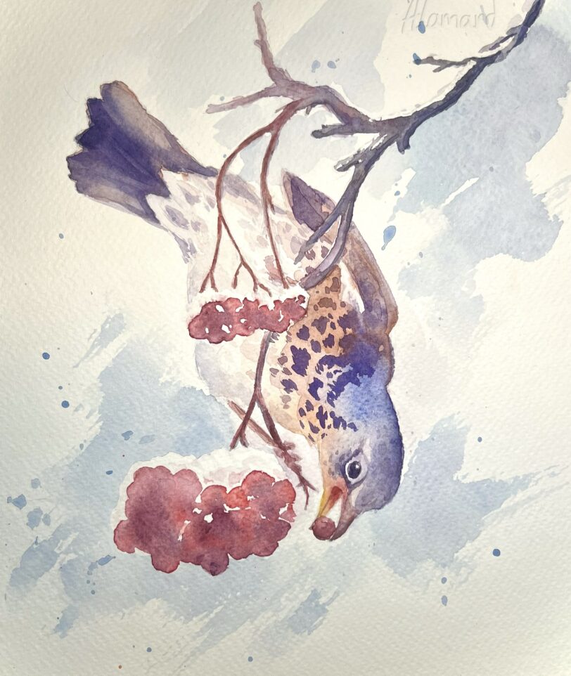 Watercolor painting of the fieldfare bird with berries