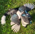 Poseable fantasy dragon art doll with magpie wings